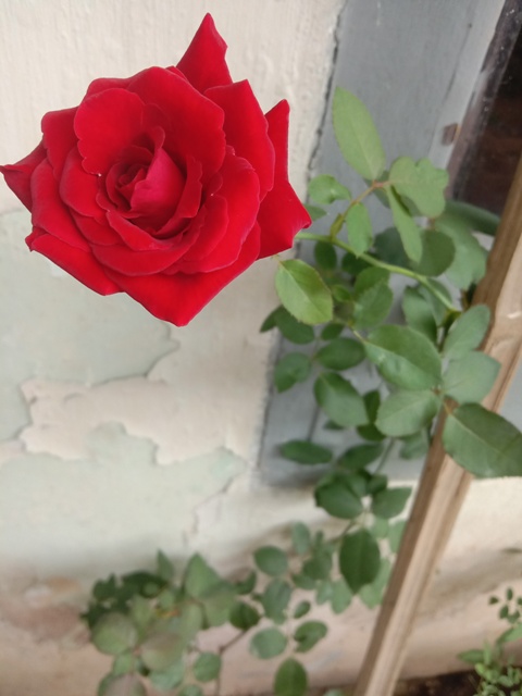 Red Rose