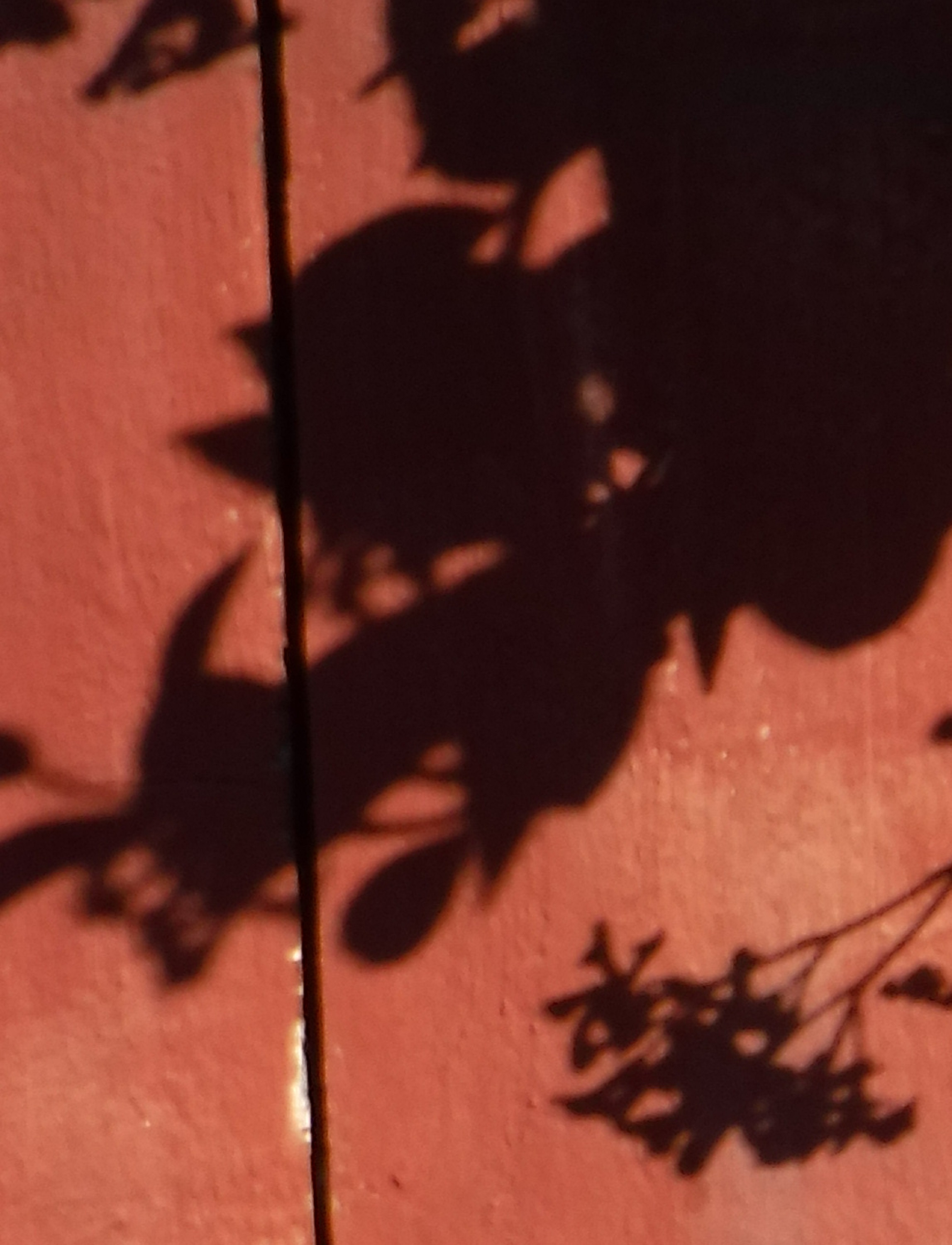 Photo taken by me and cropped