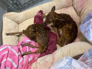 Two newborn fawns rescued by a Missouri police officer