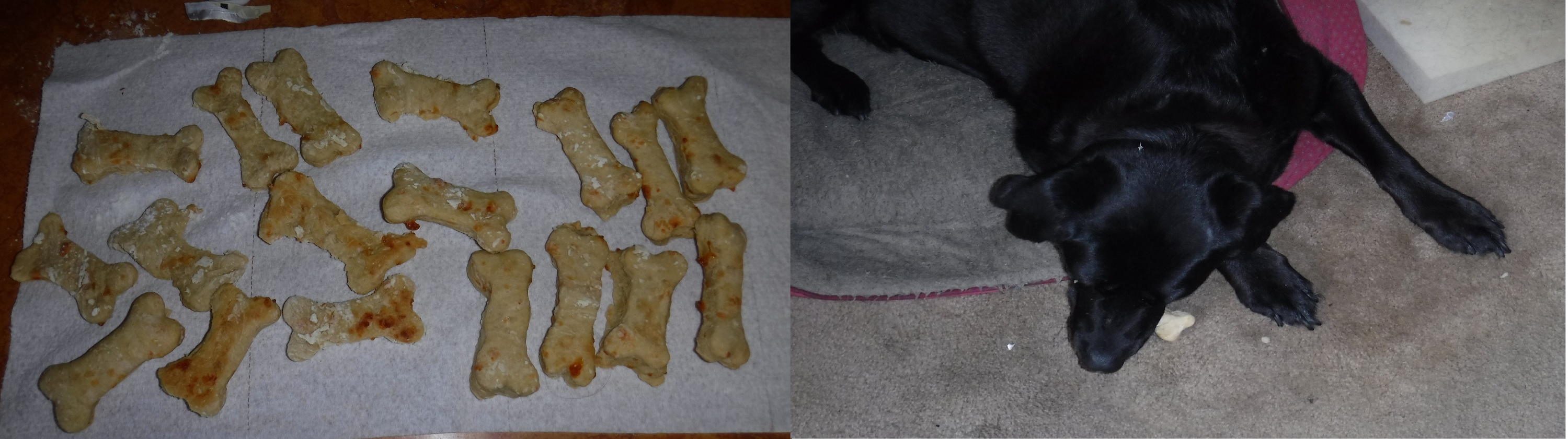 Photos I took of the first batch of dog treats and Angel trying one Photos I took of the first batch of dog treats and Angel trying one