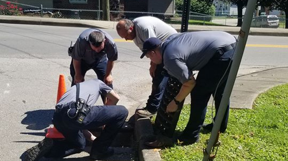 A group of West Virginia city employees rescue ducklings trapped in a storm drain A group of West Virginia city employees rescue ducklings trapped in a storm drain