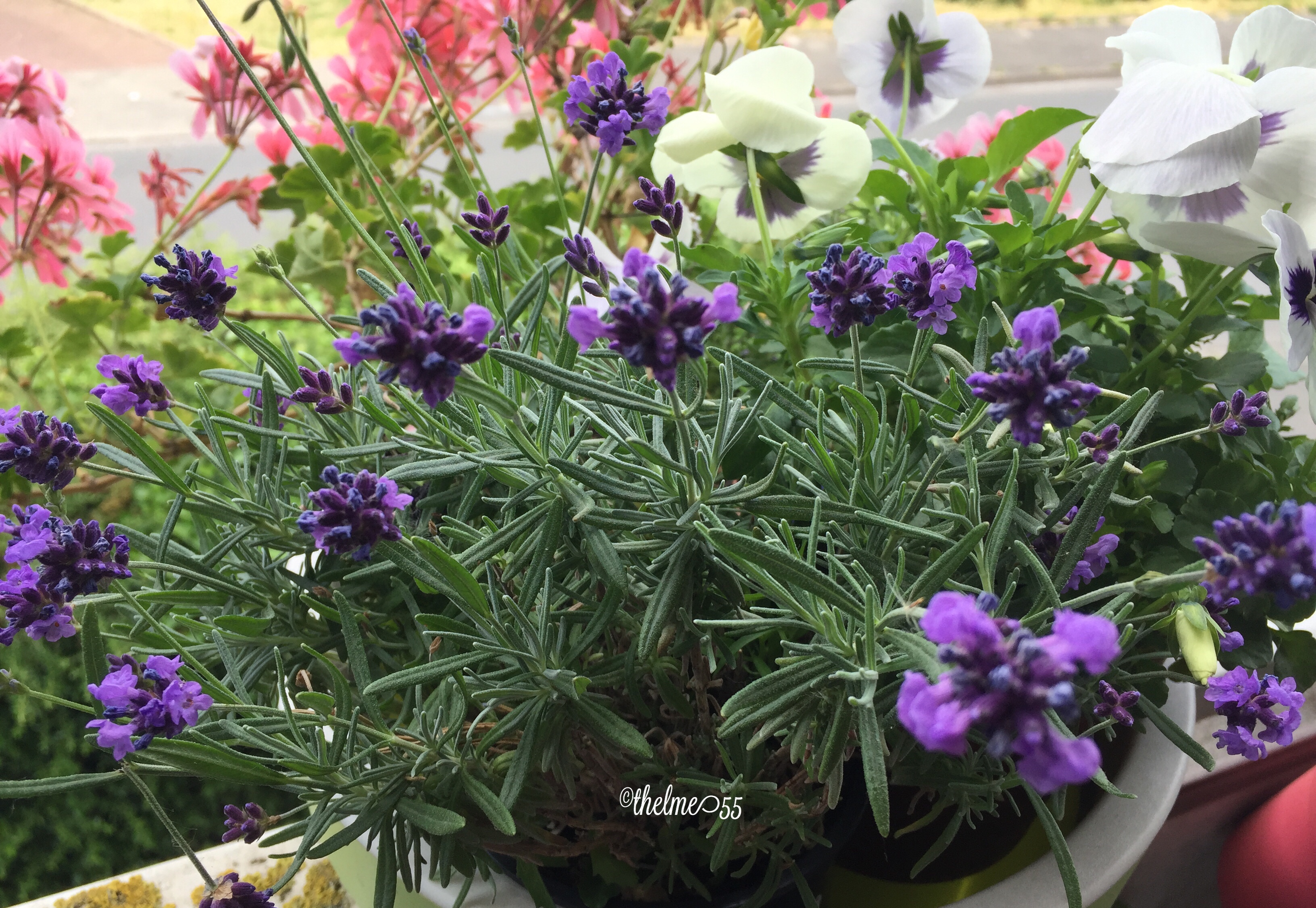 Lavender Lavender