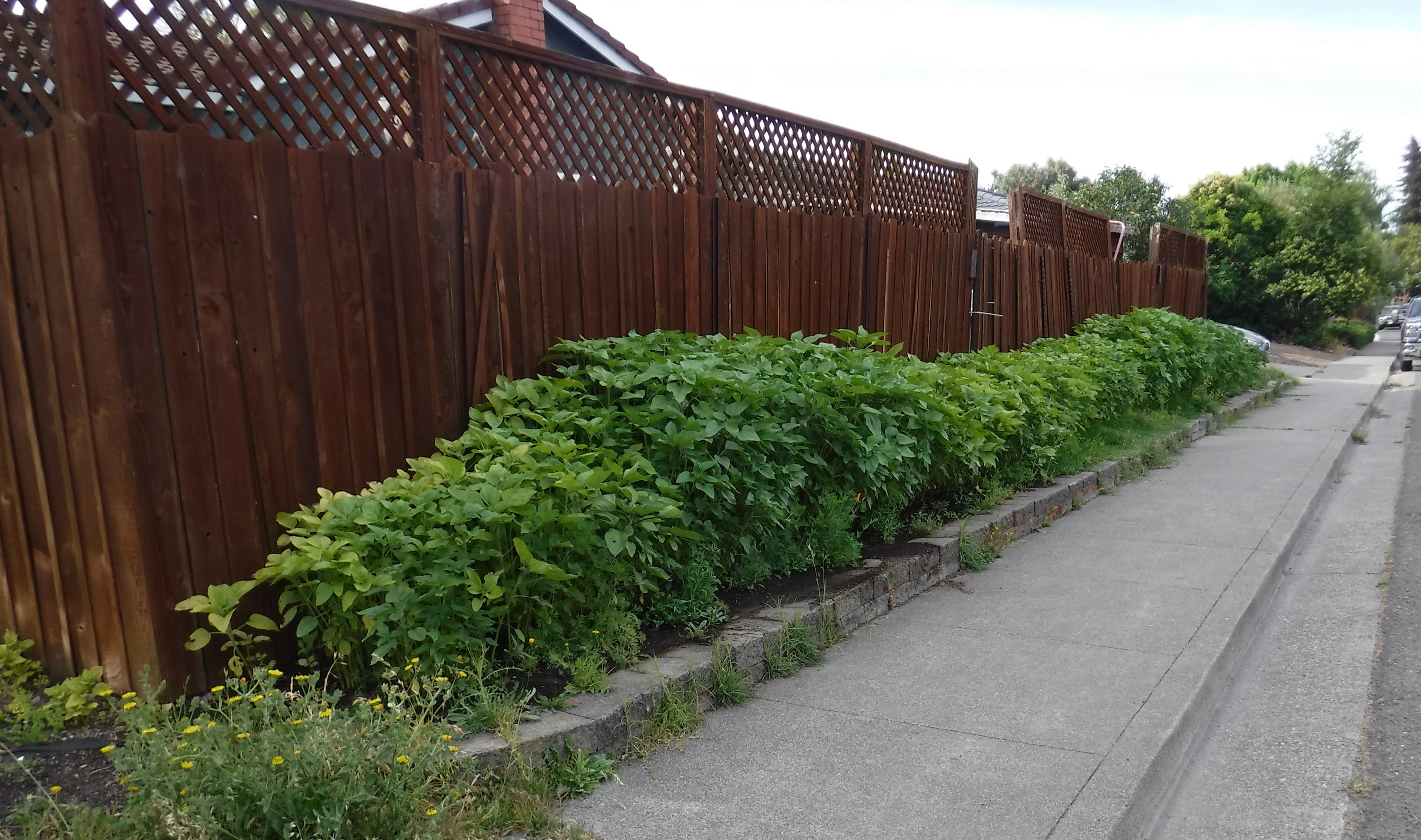 Photo I took of the side of my neighbor's yard 6-15-20 Photo I took of the side of my neighbor's yard 6-15-20