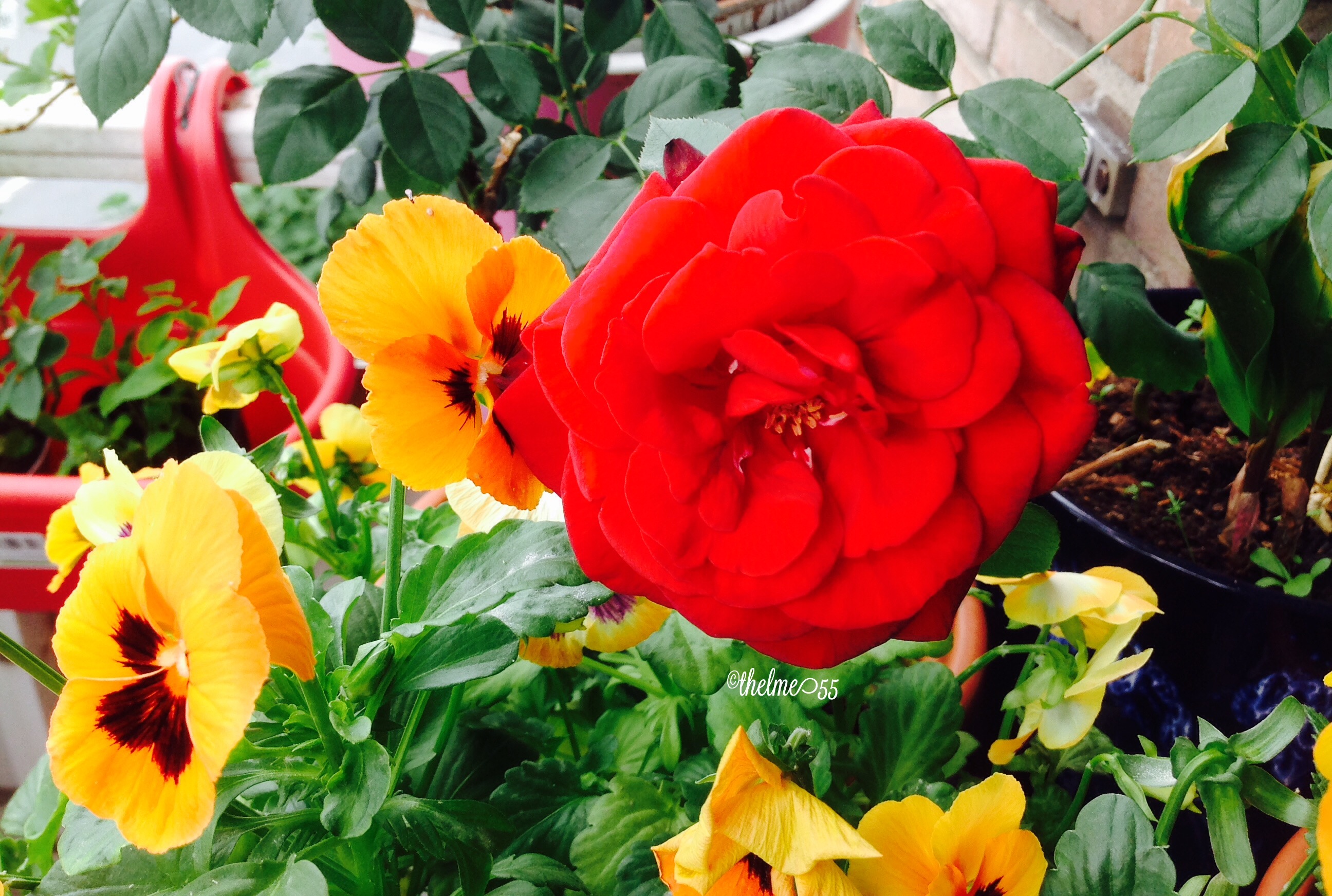 Pansies and a rose