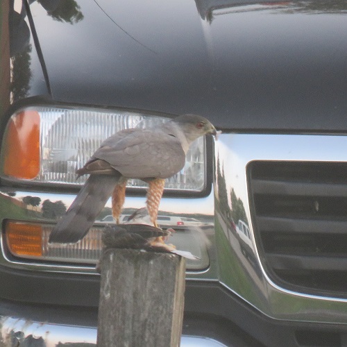 Photo I took minutes ago, of a hawk eating dinner Photo I took minutes ago, of a hawk eating dinner
