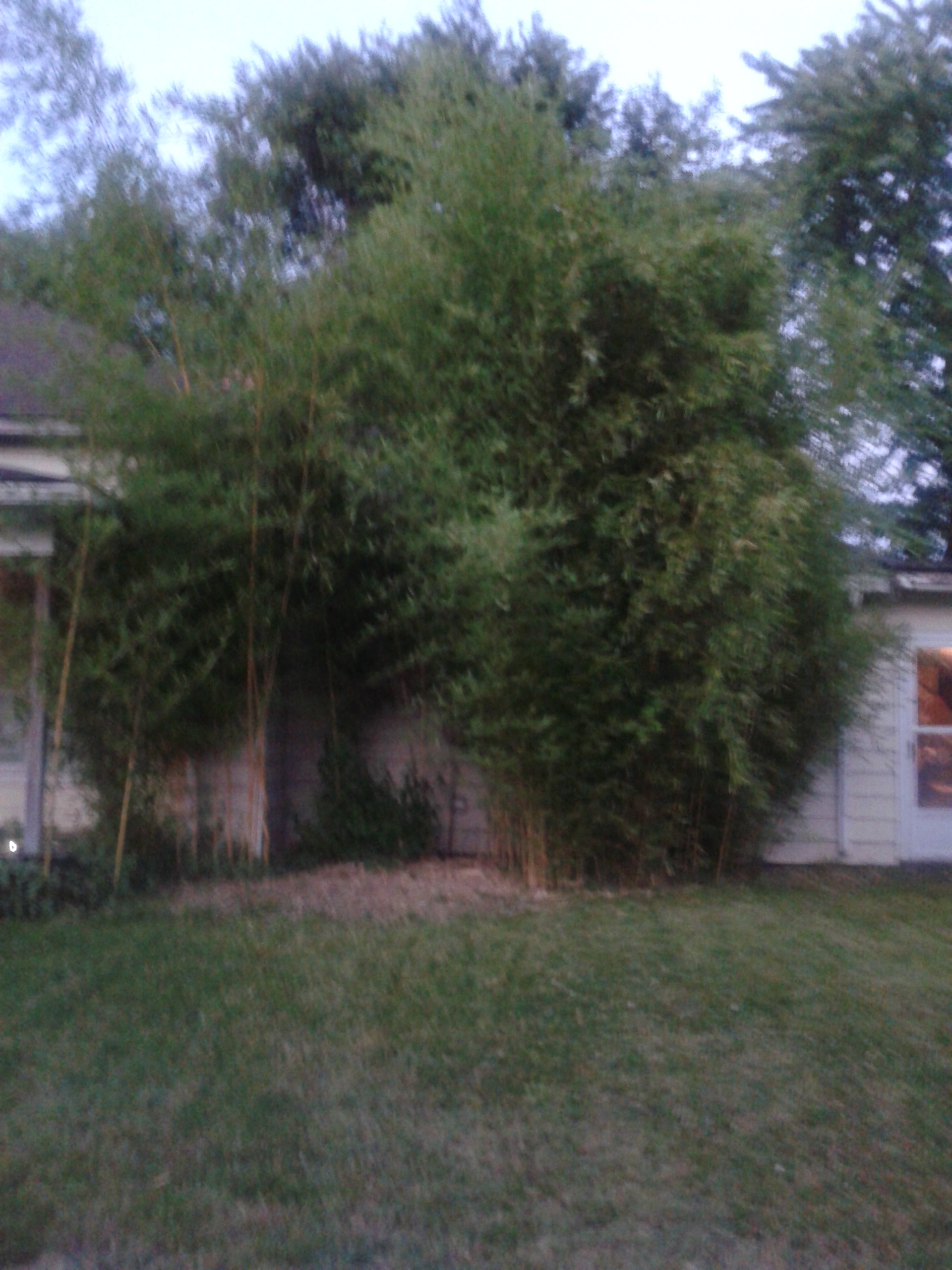 Green Stripe Bamboo. Photo is mine.