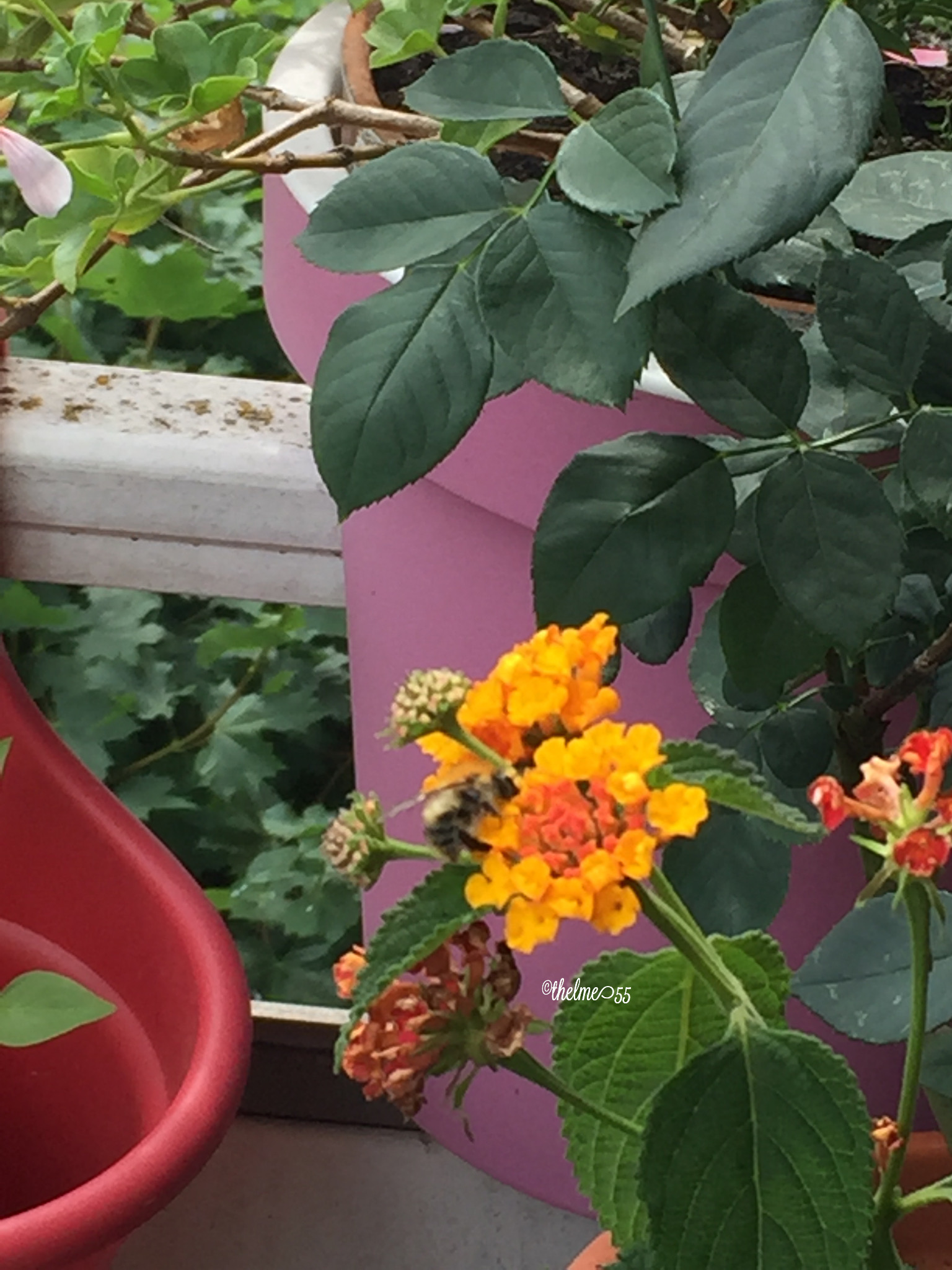 Bumblebee on the Lantana camara Bumblebee on the Lantana camara