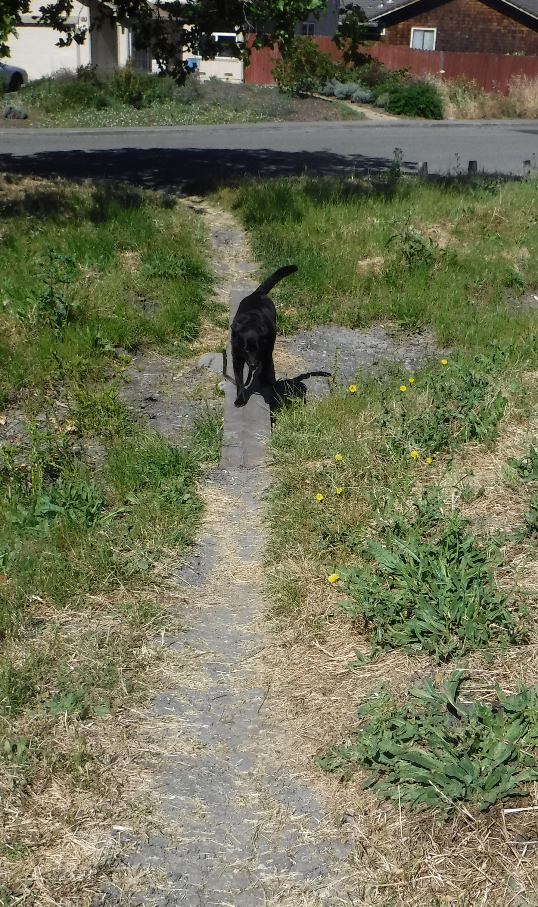 Photo I took of Angel crossing the creek bridge 6-16-20 Photo I took of Angel crossing the creek bridge 6-16-20
