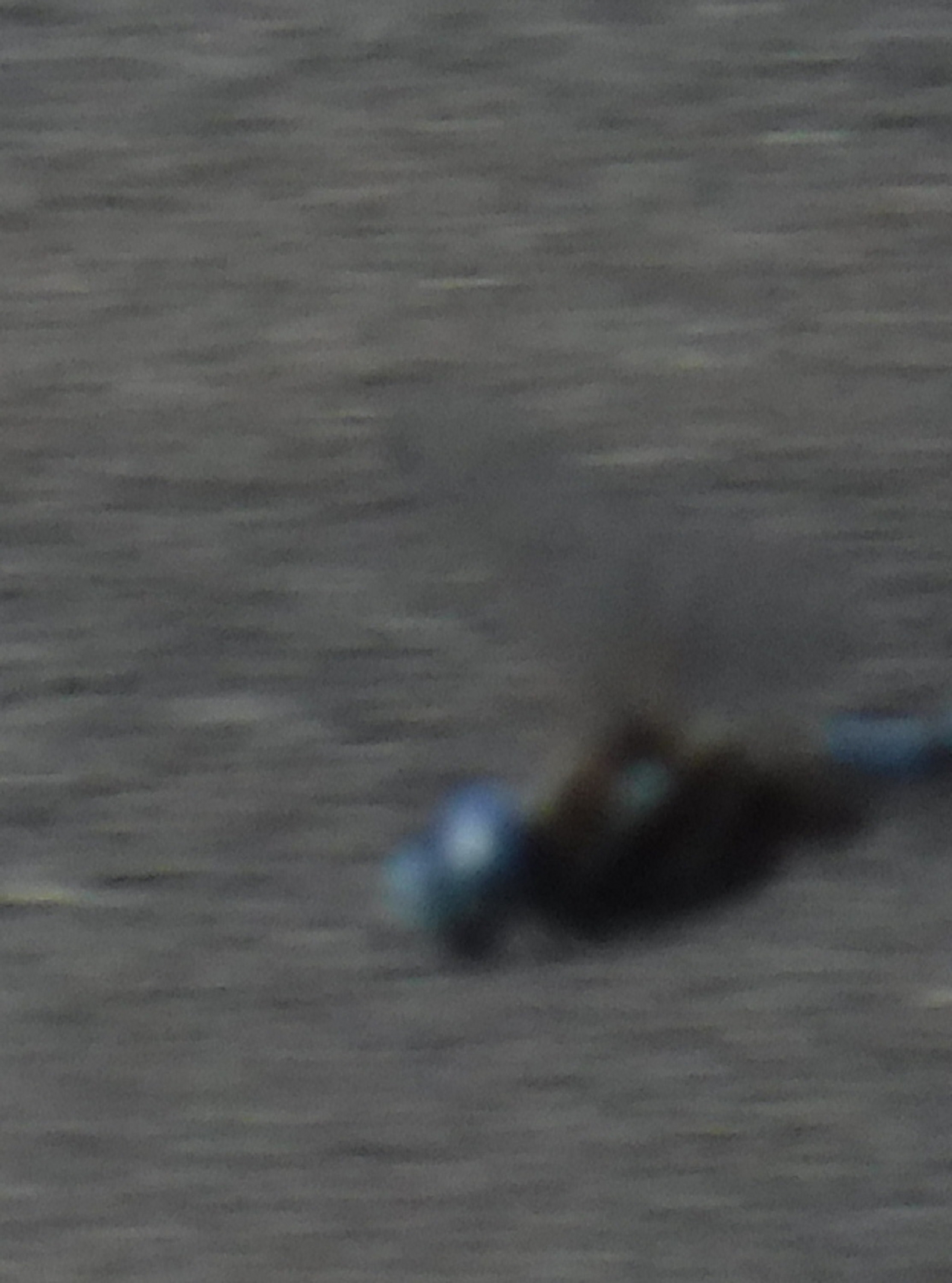 Photo I tried to get of the dragonfly Photo I tried to get of the dragonfly