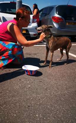 A female giving a dog that was inside an auto some water to drink A female giving a dog that was inside an auto some water to drink
