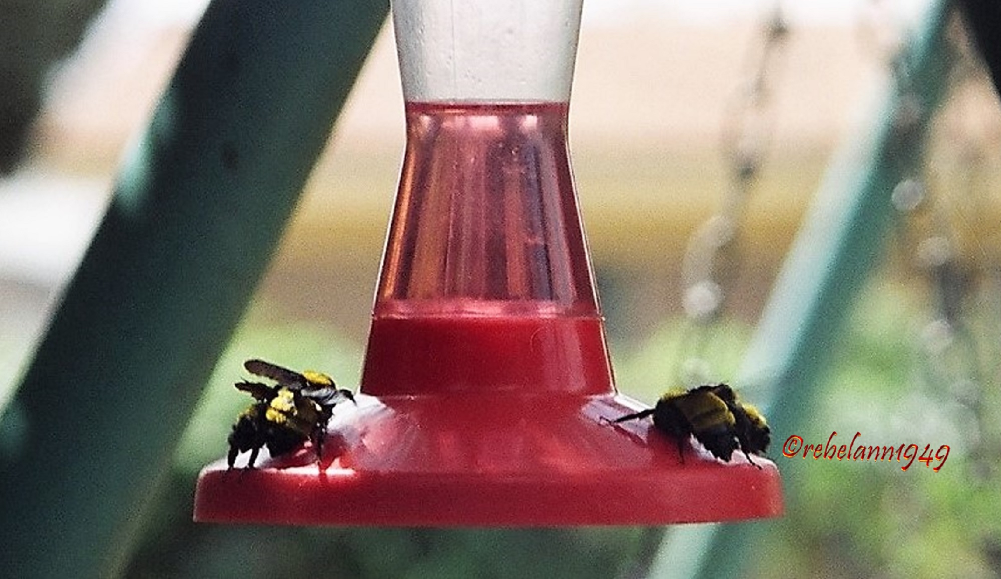 Bees on mom&#039;s hummer feeder way back in the early 1990s, I took this shot with 35mm film.