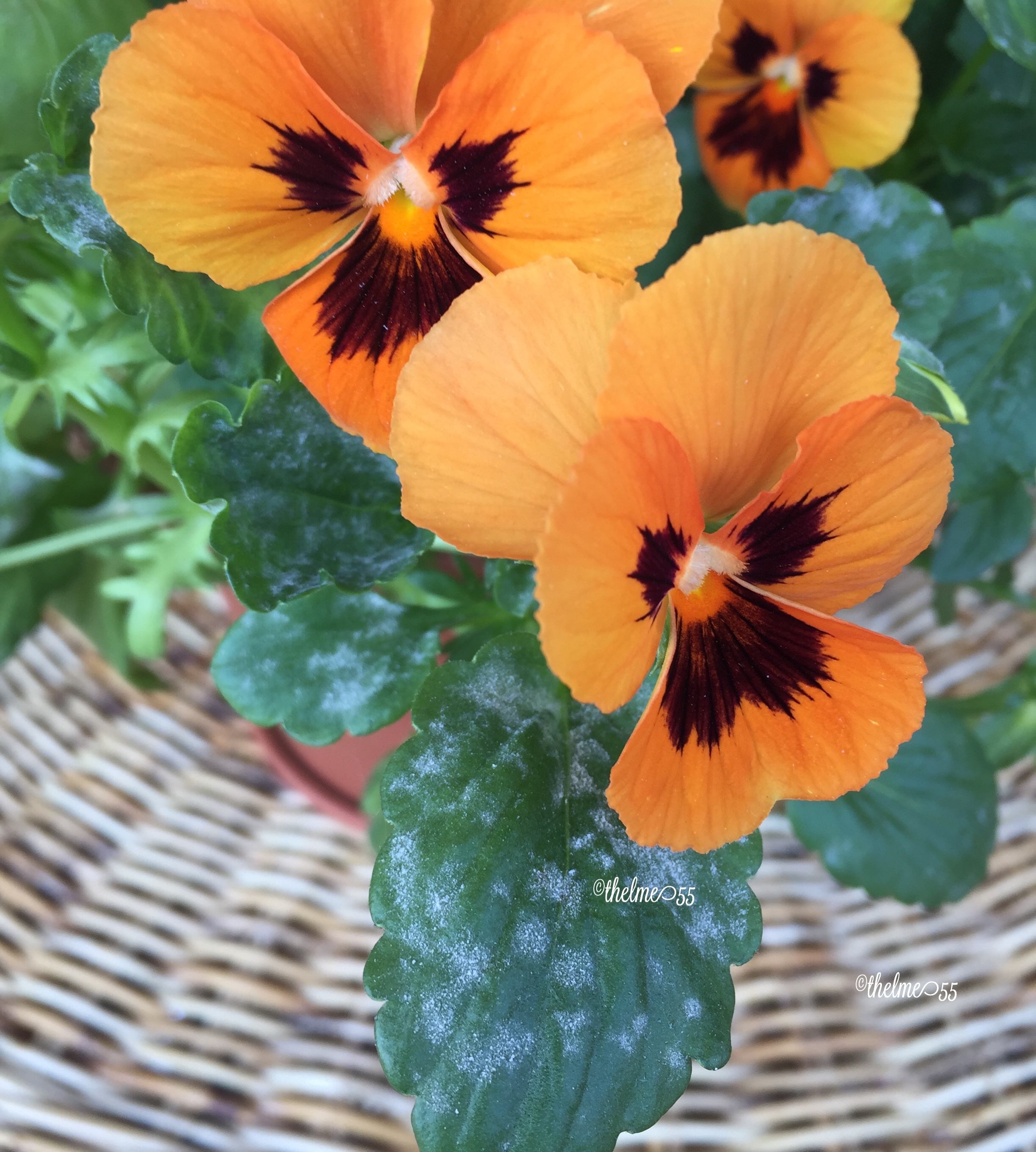 Sick Pansies Sick Pansies