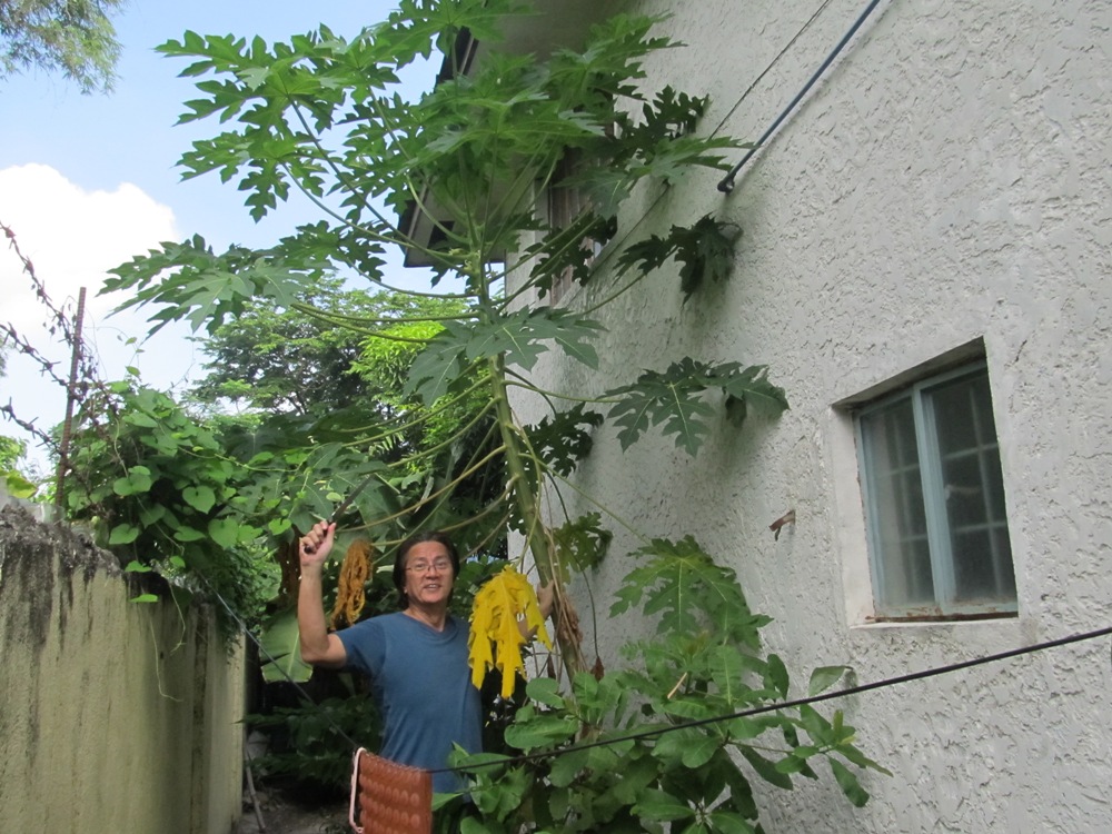 Cutting down the papaya tree / myLot