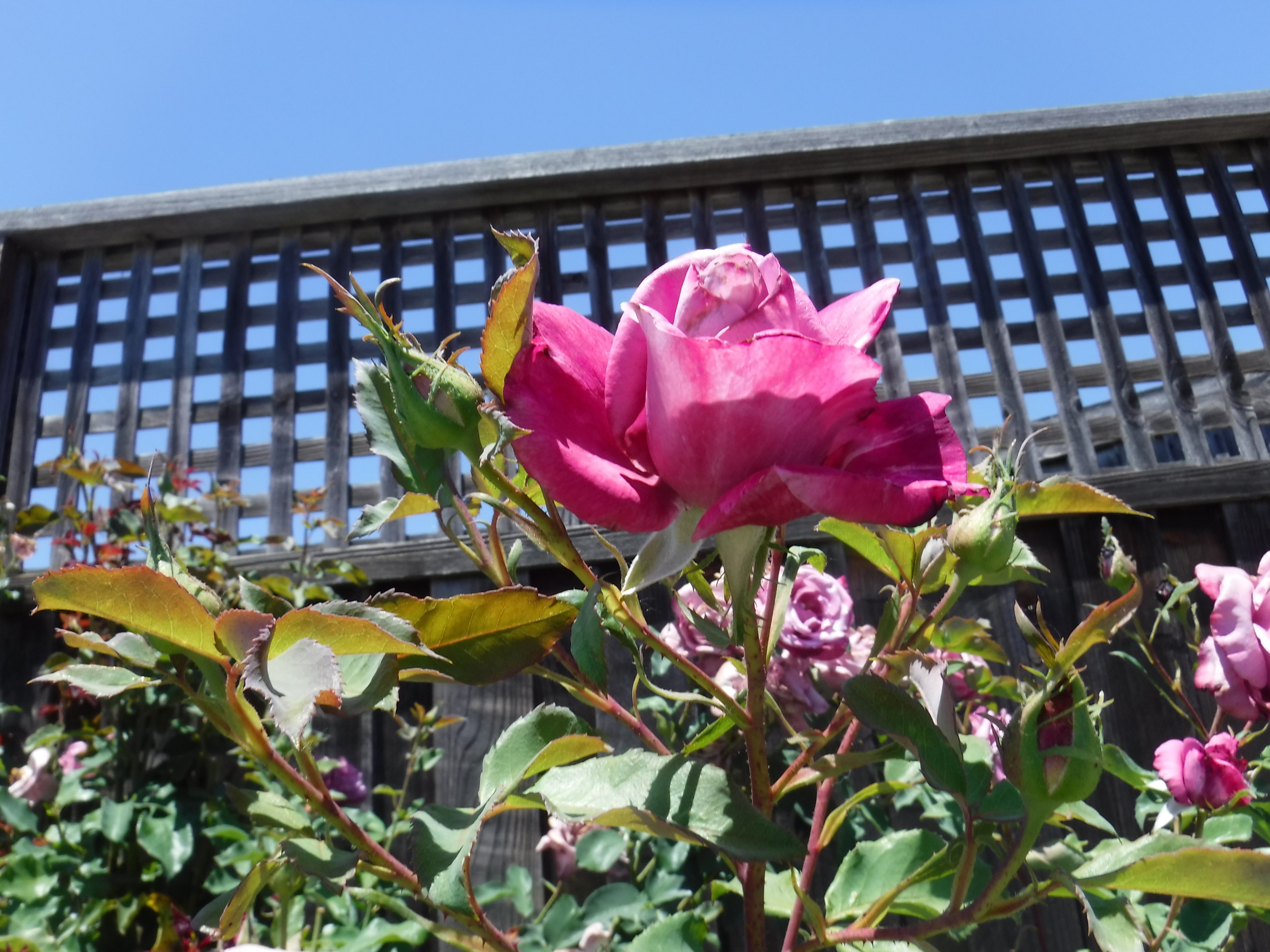 Photo taken by me on afternoon walk 6-23-20