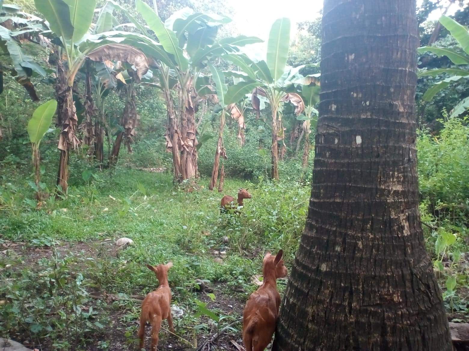 This was taken during my vacation too.i am capturing the goat there but because you are asking about banana tree there's a banana tree there