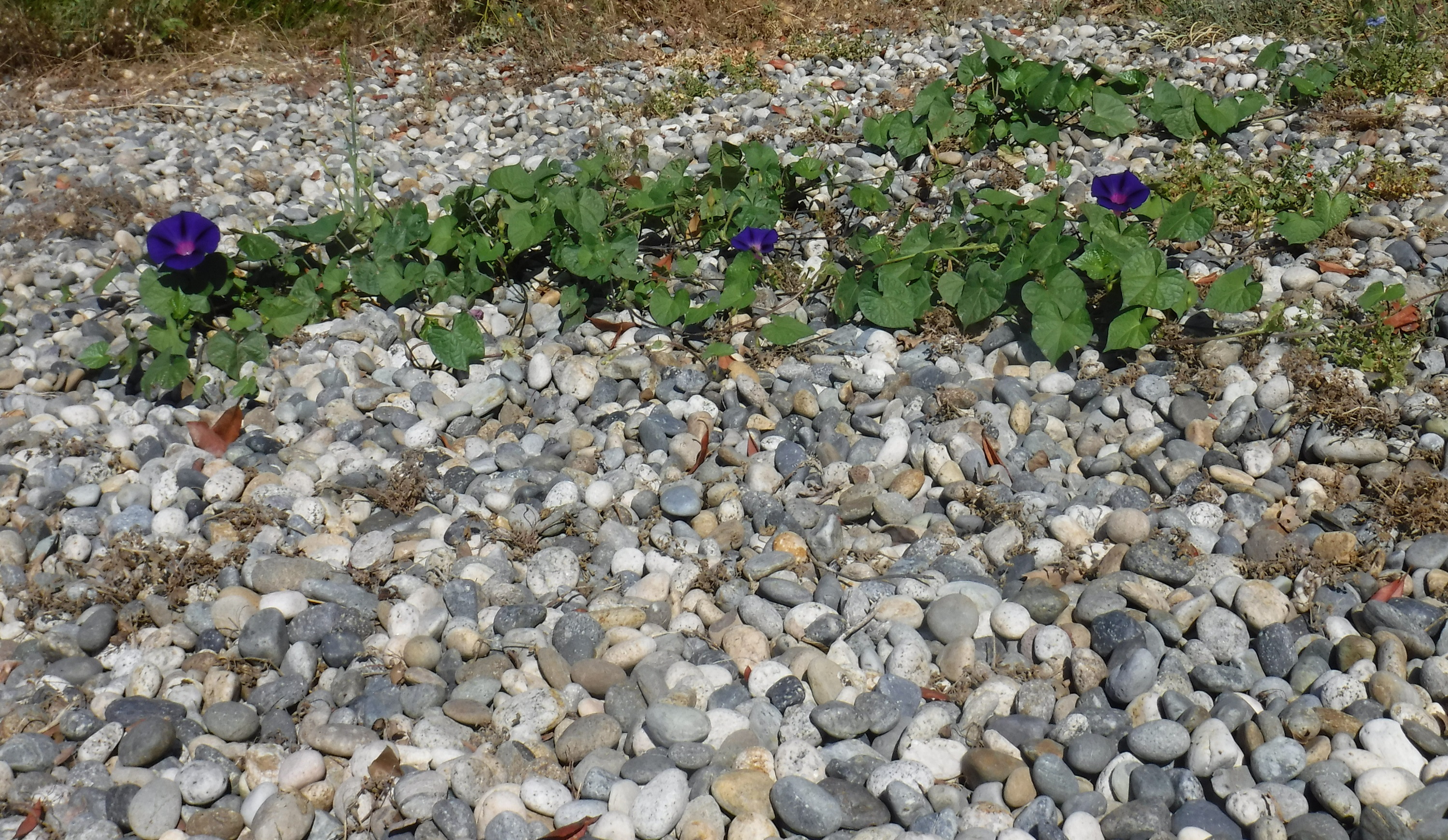 Photo I took of the morning glories growing in the rocks out front. Photo I took of the morning glories growing in the rocks out front.