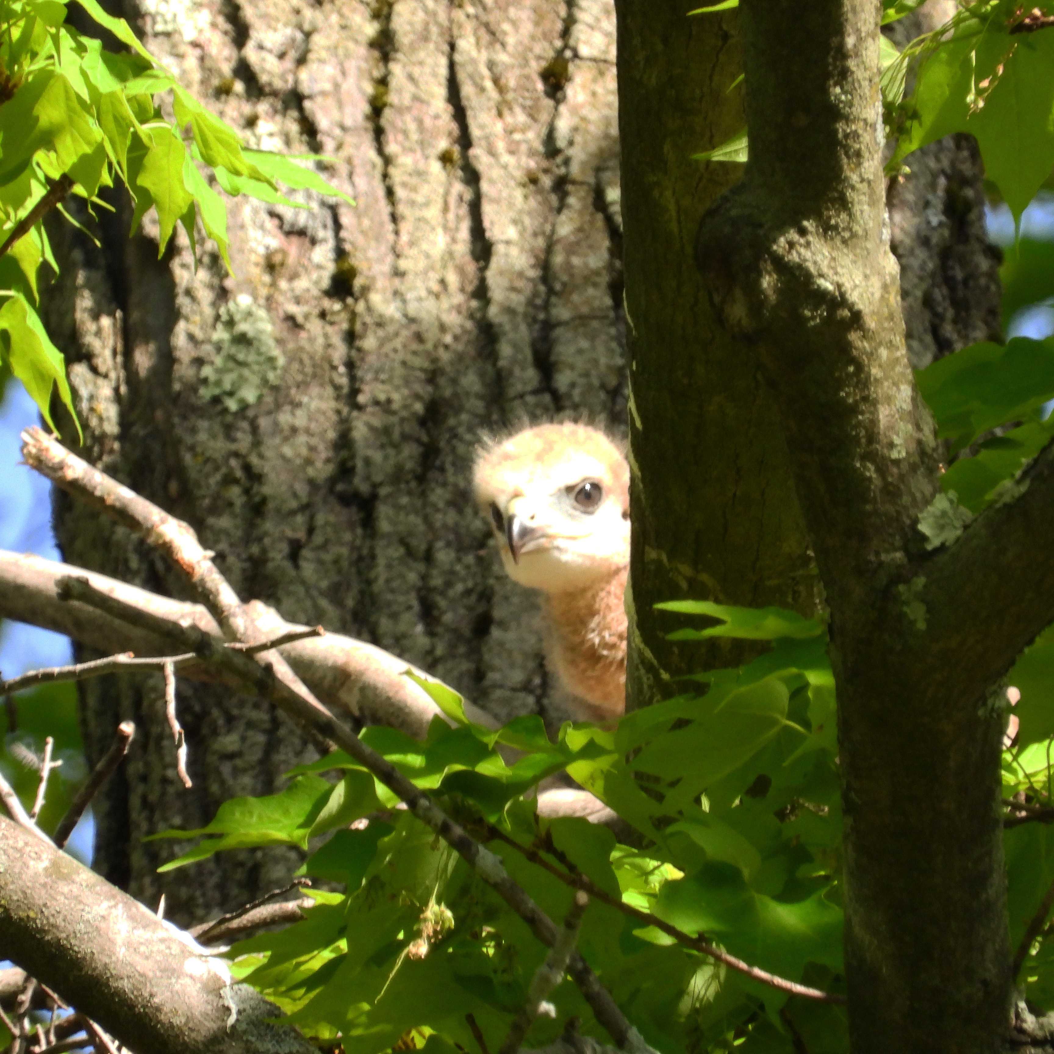 Baby red tail hawk. By minx267 Baby red tail hawk. By minx267