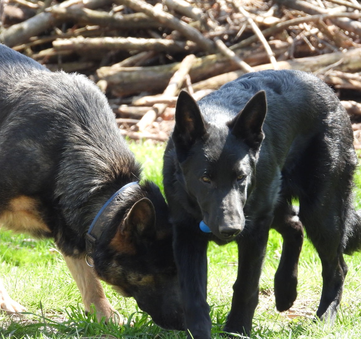 Brittha and Phantom. GSDs