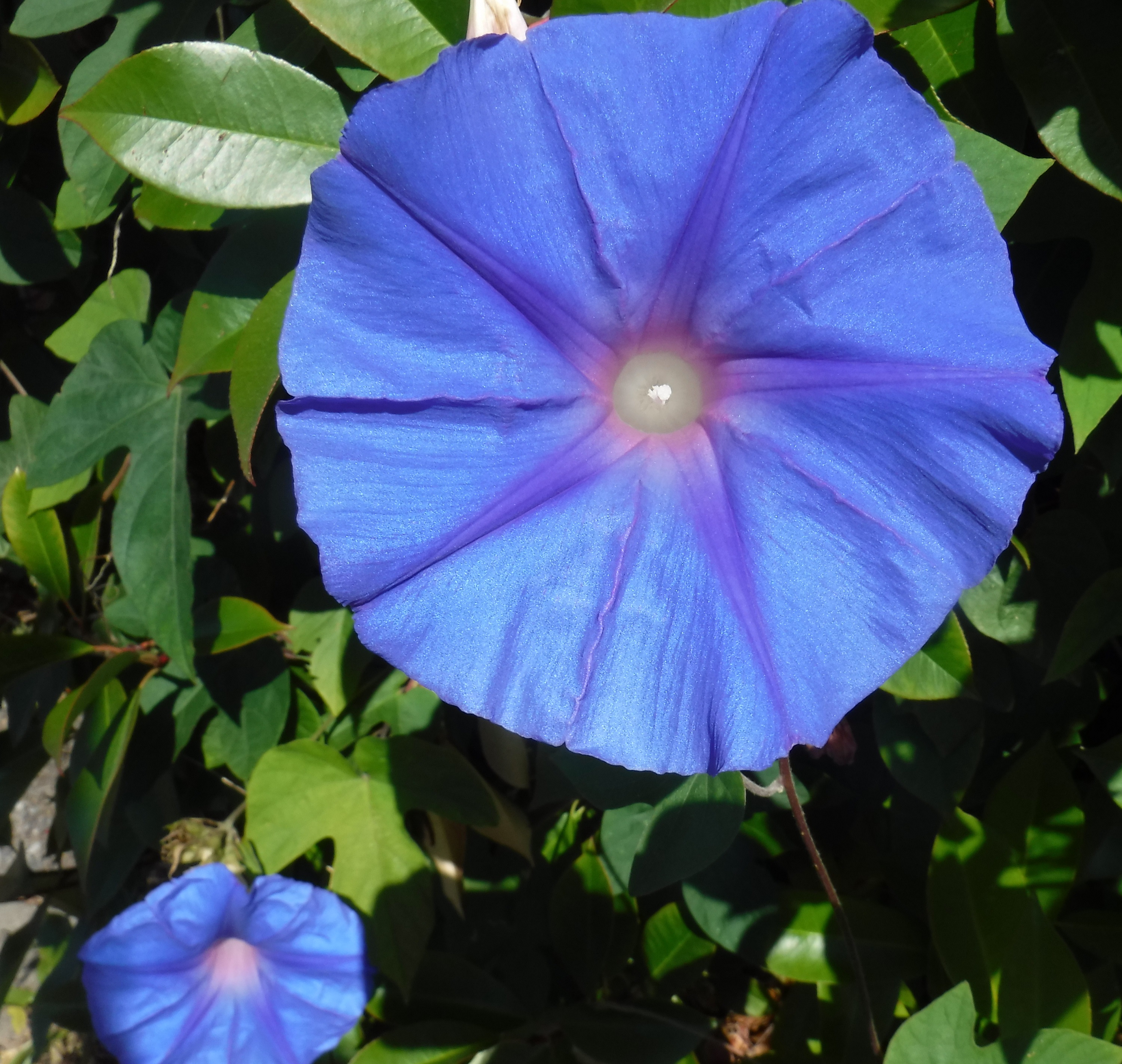 Photo taken by me 6-26-20