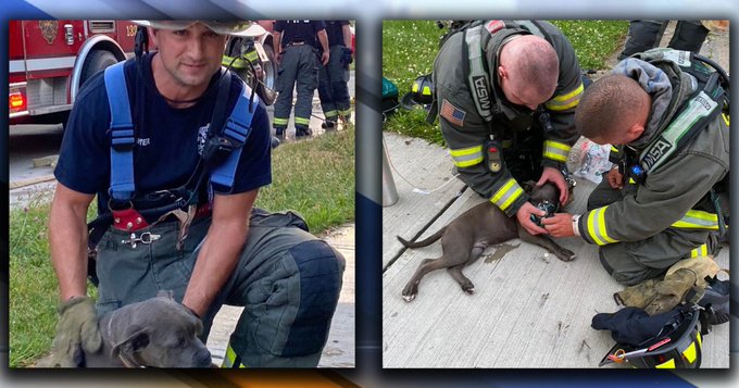 Euclid firefighters rescue a Pit Bull puppy