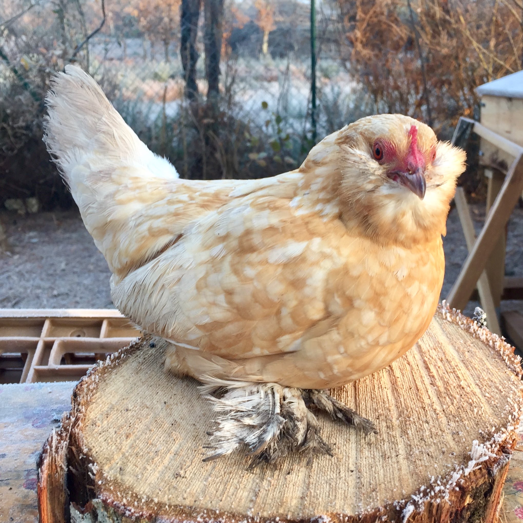 Did you know chooks (chickens) can have beards? / myLot