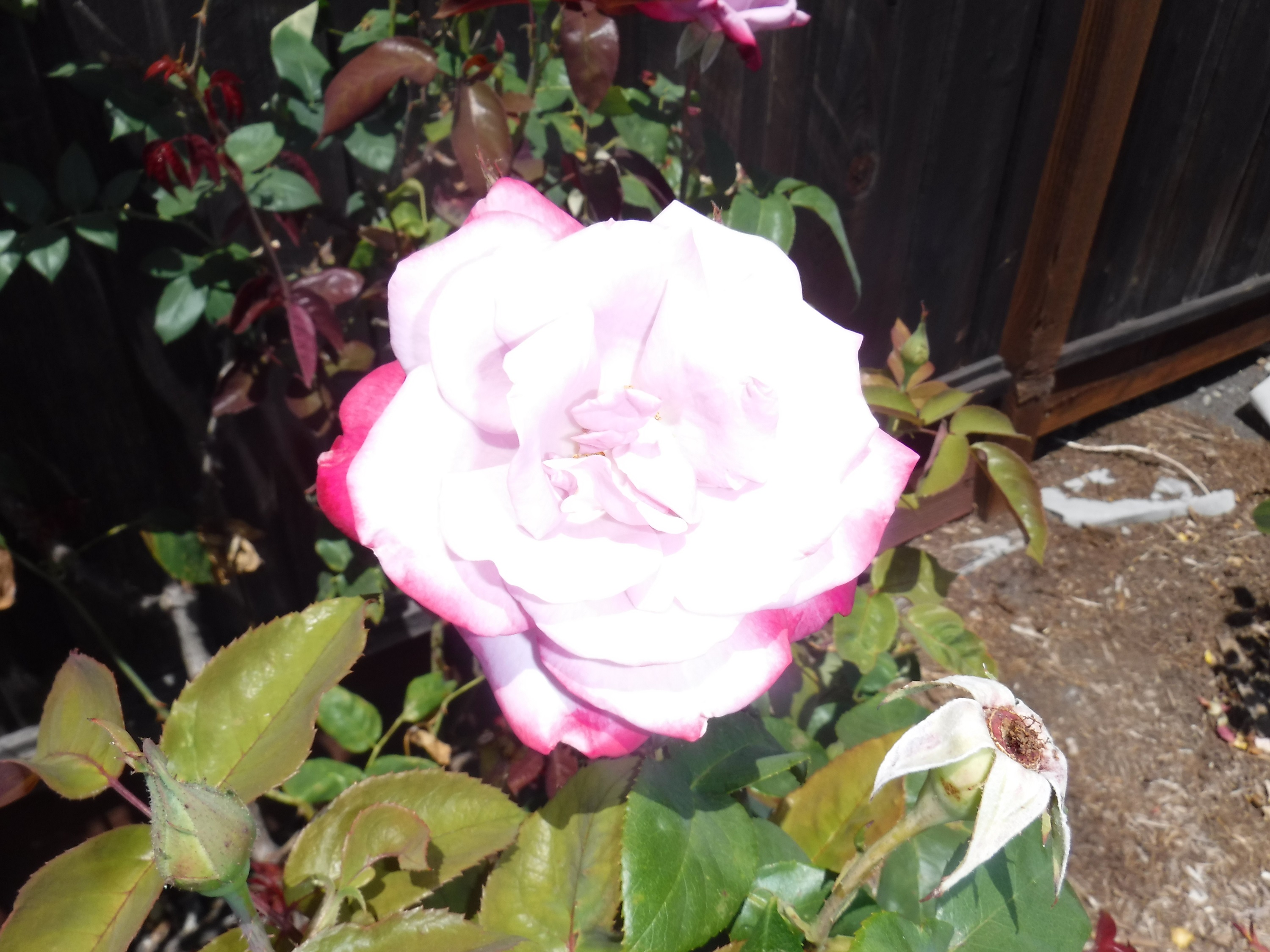 Photo taken by me 7-2-20 Photo taken by me 7-2-20