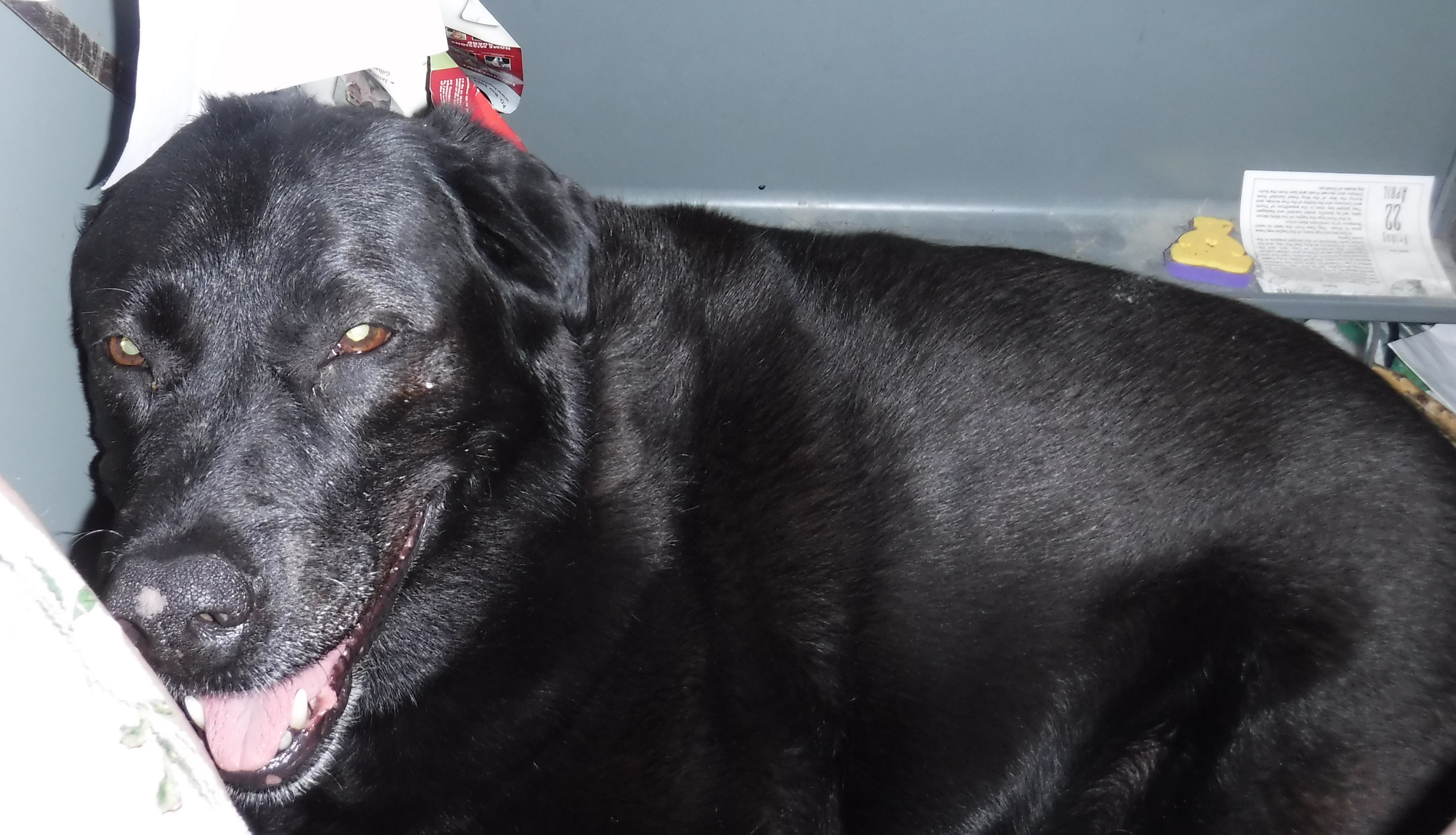 Photo I took of Angel hiding under my desk Photo I took of Angel hiding under my desk