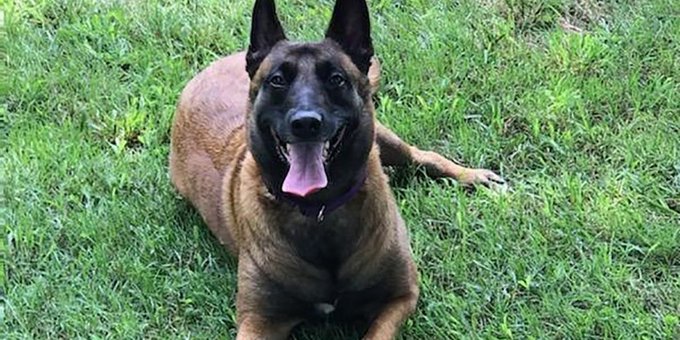 Roux the Belgian Malinois being called a hero 