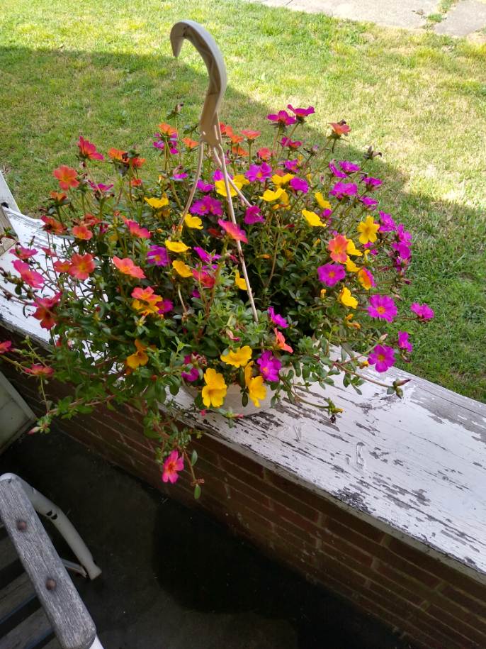Portulaca or Moss Rose. Photo is mine.