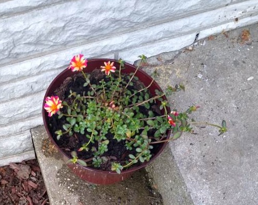 Portulaca. Photo is mine.