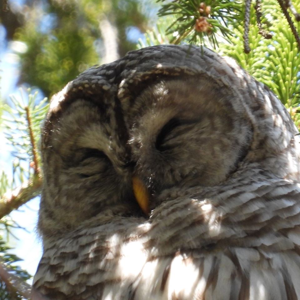 Barred owl by minx267