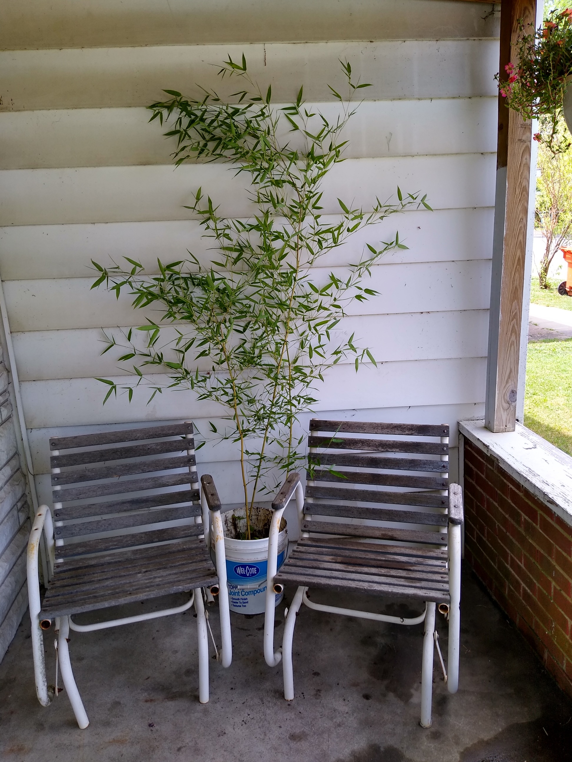 Green Stripe Bamboo. Photo is mine.