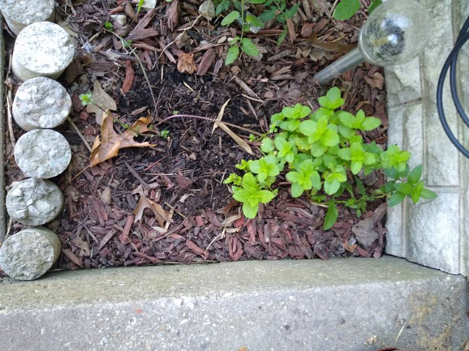 Chocolate Mint. Photo is mine.