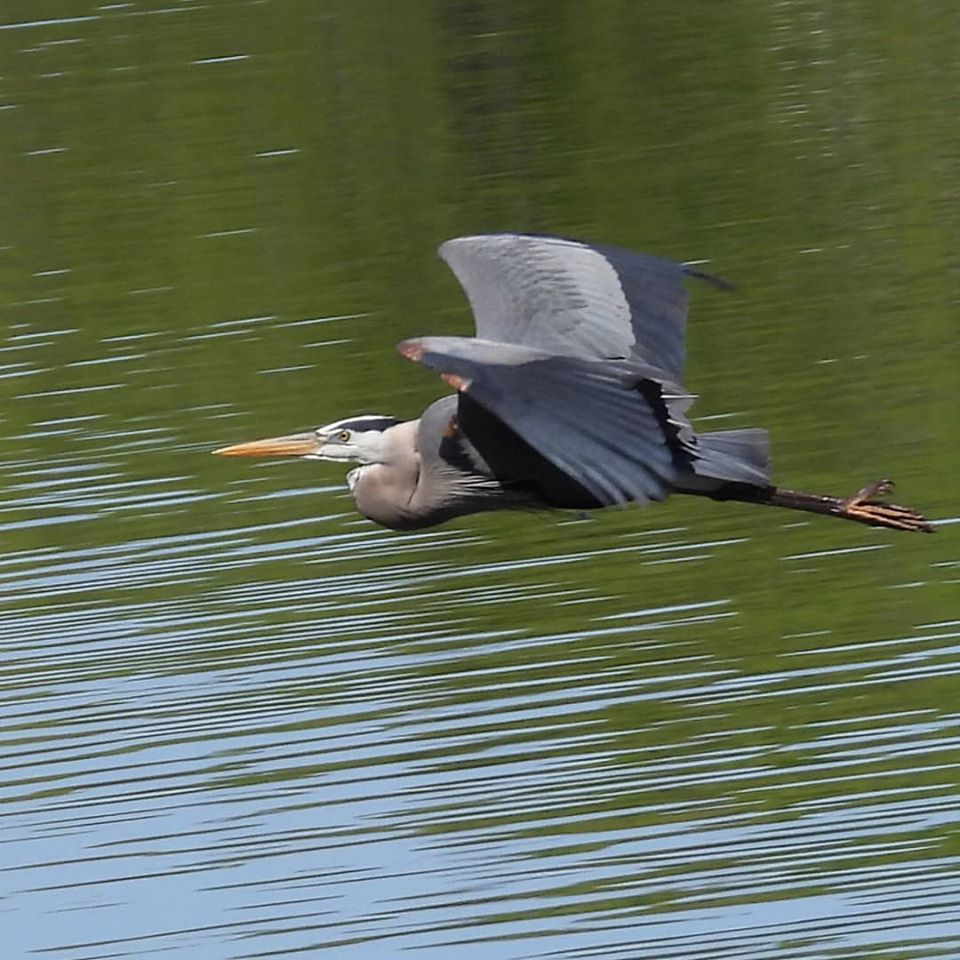 Flying Great blue heron by minx267