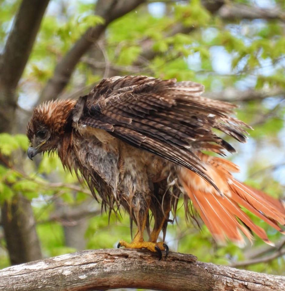 Very wet red tail hawk by minx267