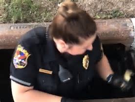 Wisconsin police officer Shanle rescued six ducklings who were inside a sewer 