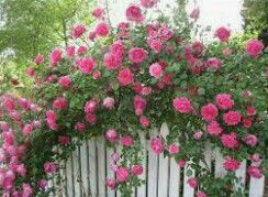 climbing roses