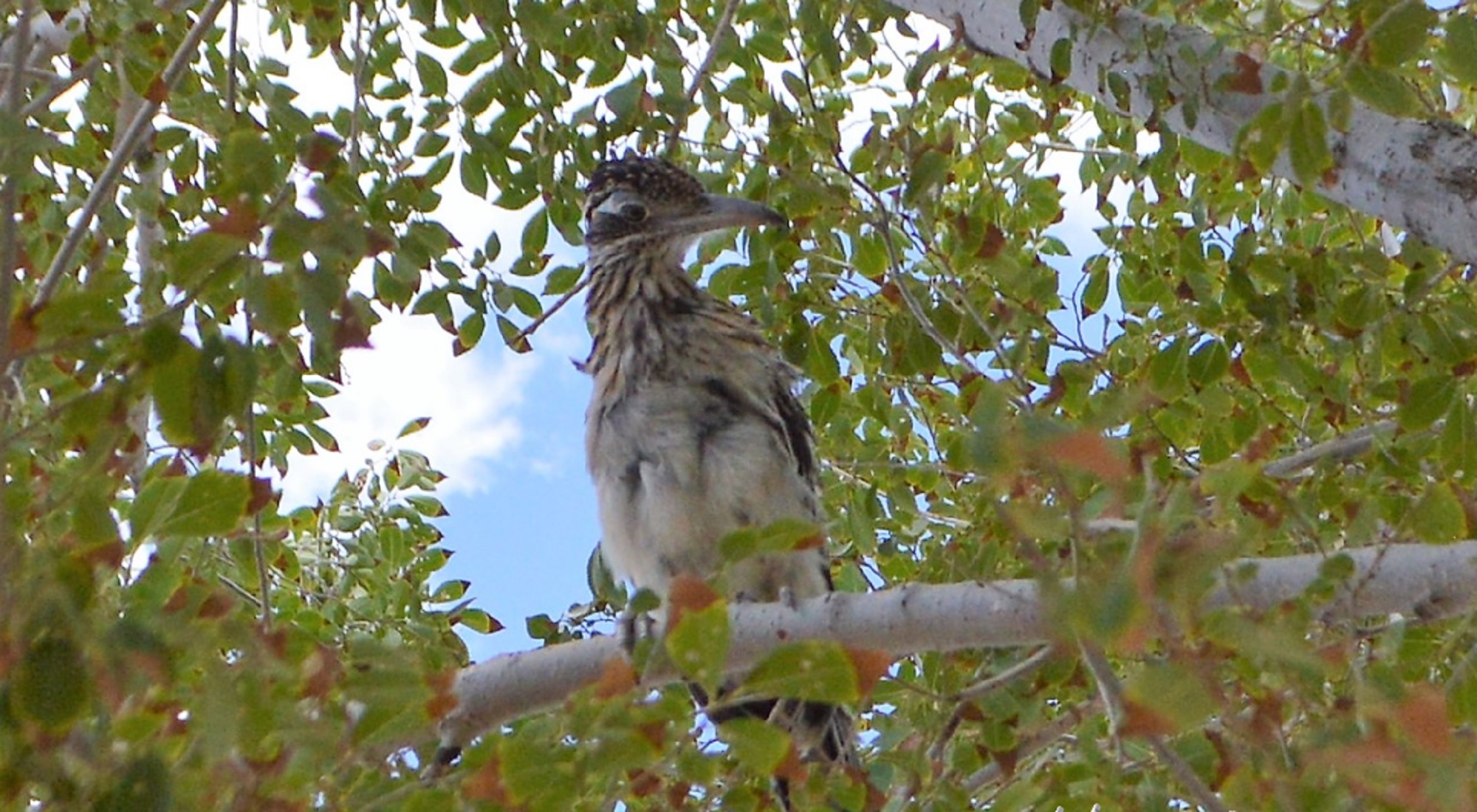 A roadrunner in my elm tree 2018. I used a D3200 Nikon for this image.