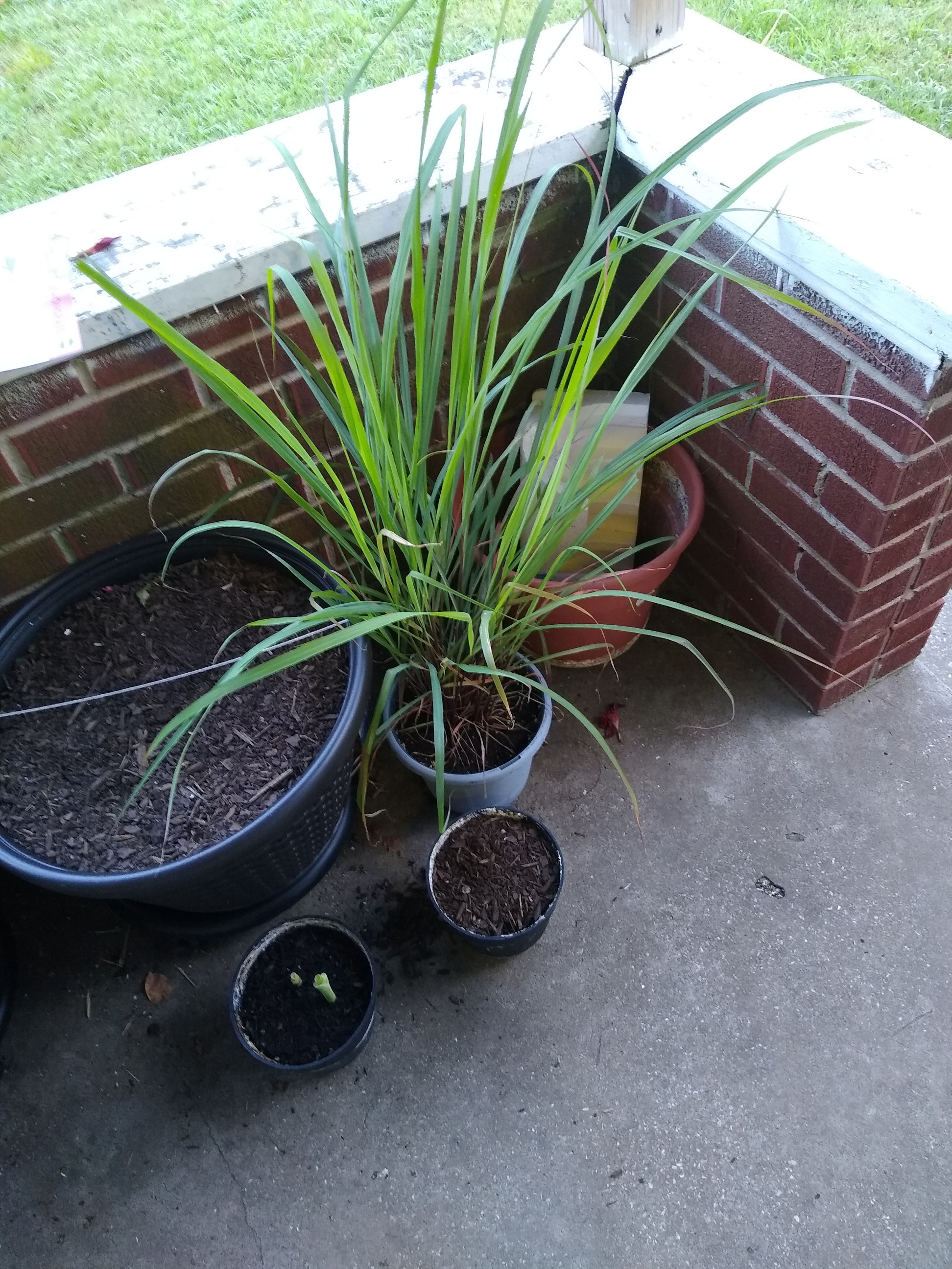 Lemon Grass. Photo is mine.