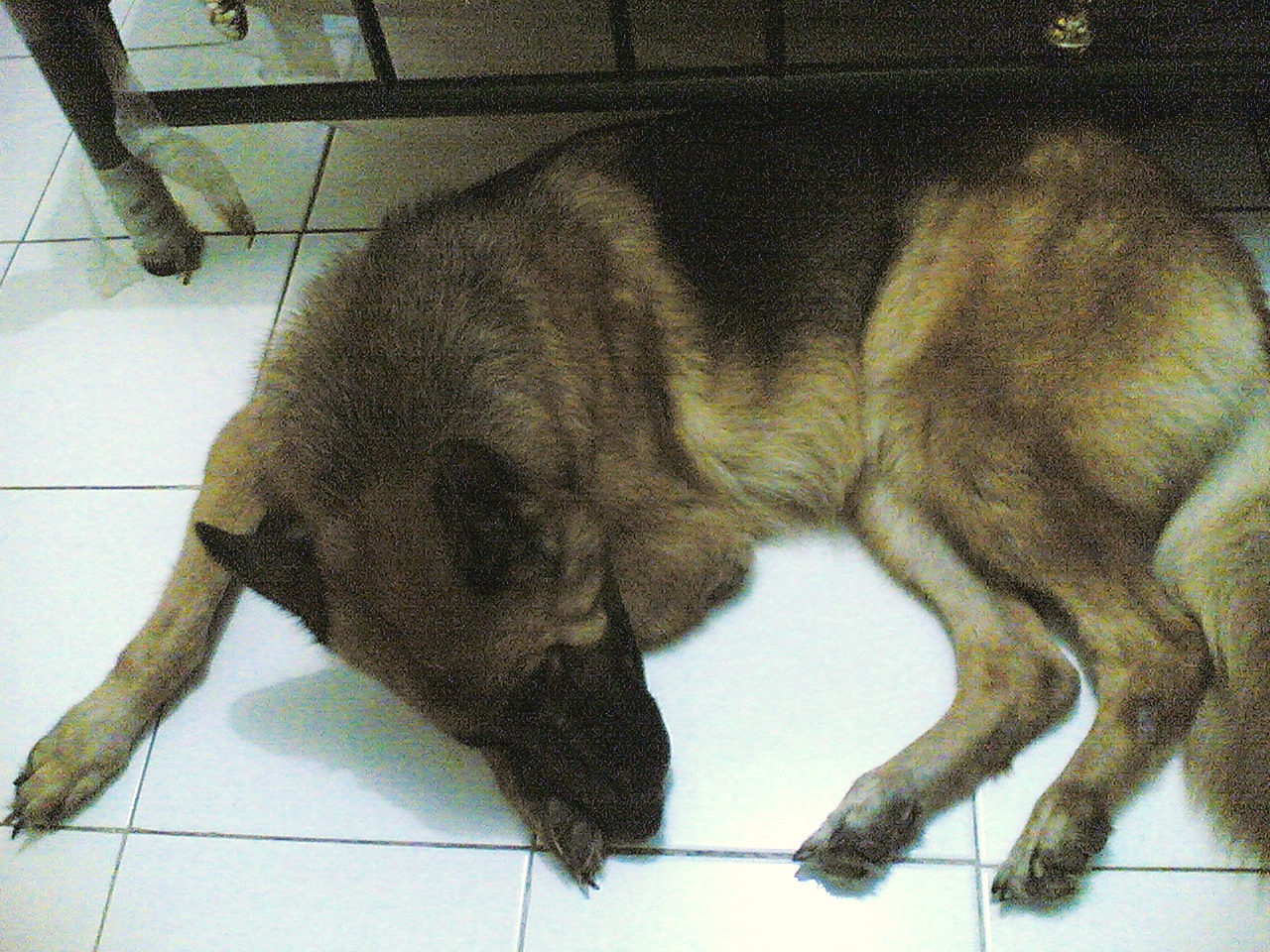 My dog - Her name is Chatty, 4 years old now, and she is sleeping...