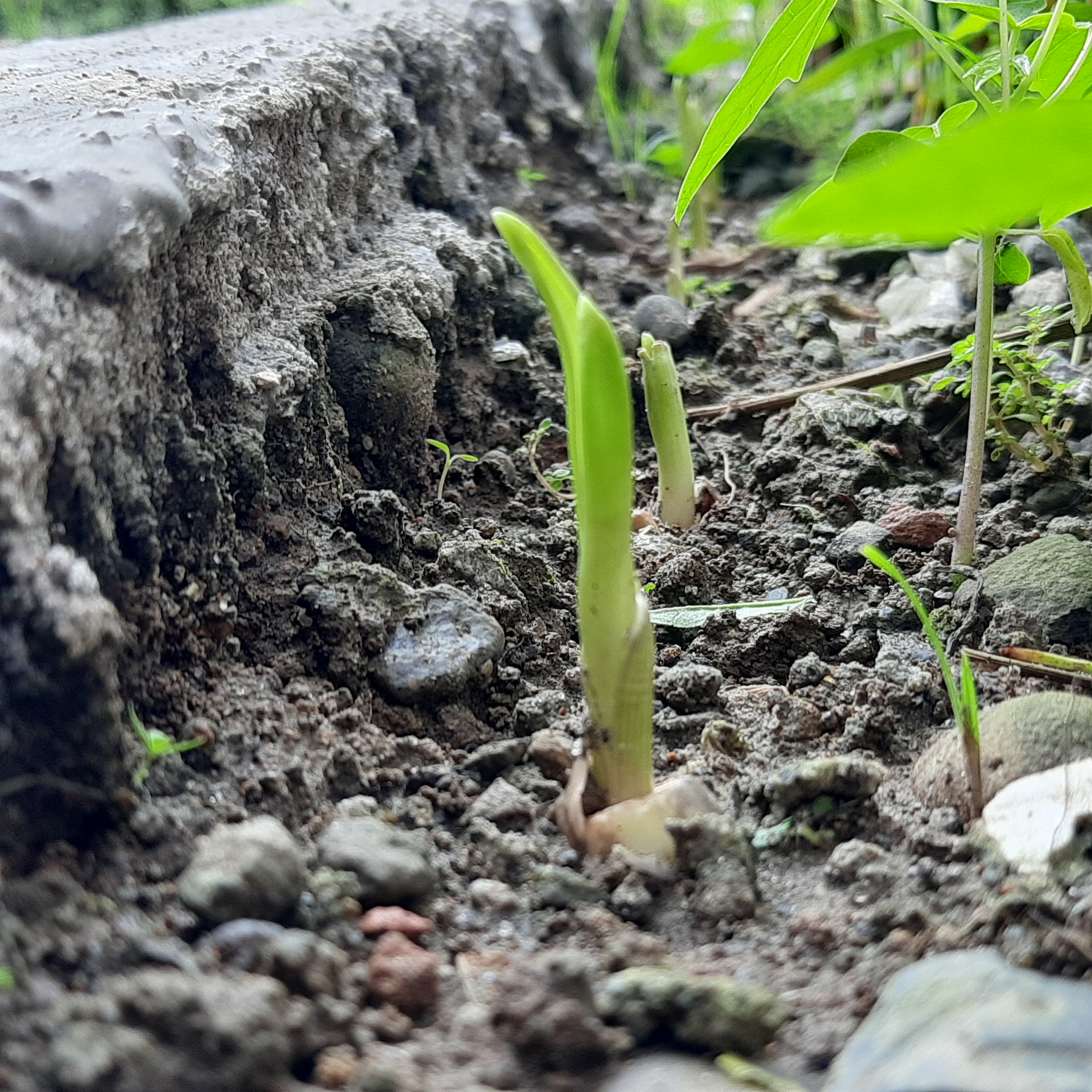 My garlic plant