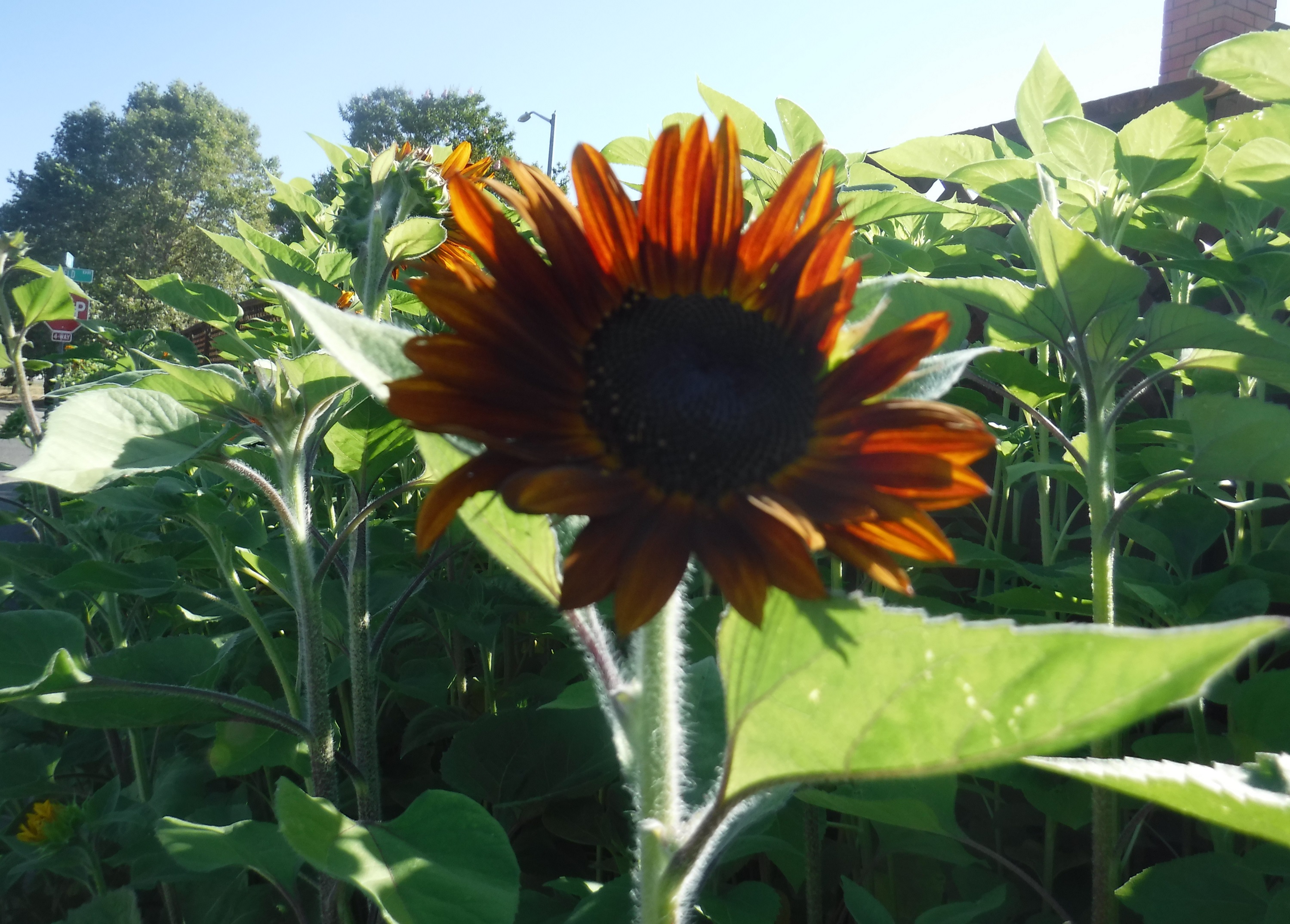 Photo taken by  me of neighbor&#039;s sunflowers