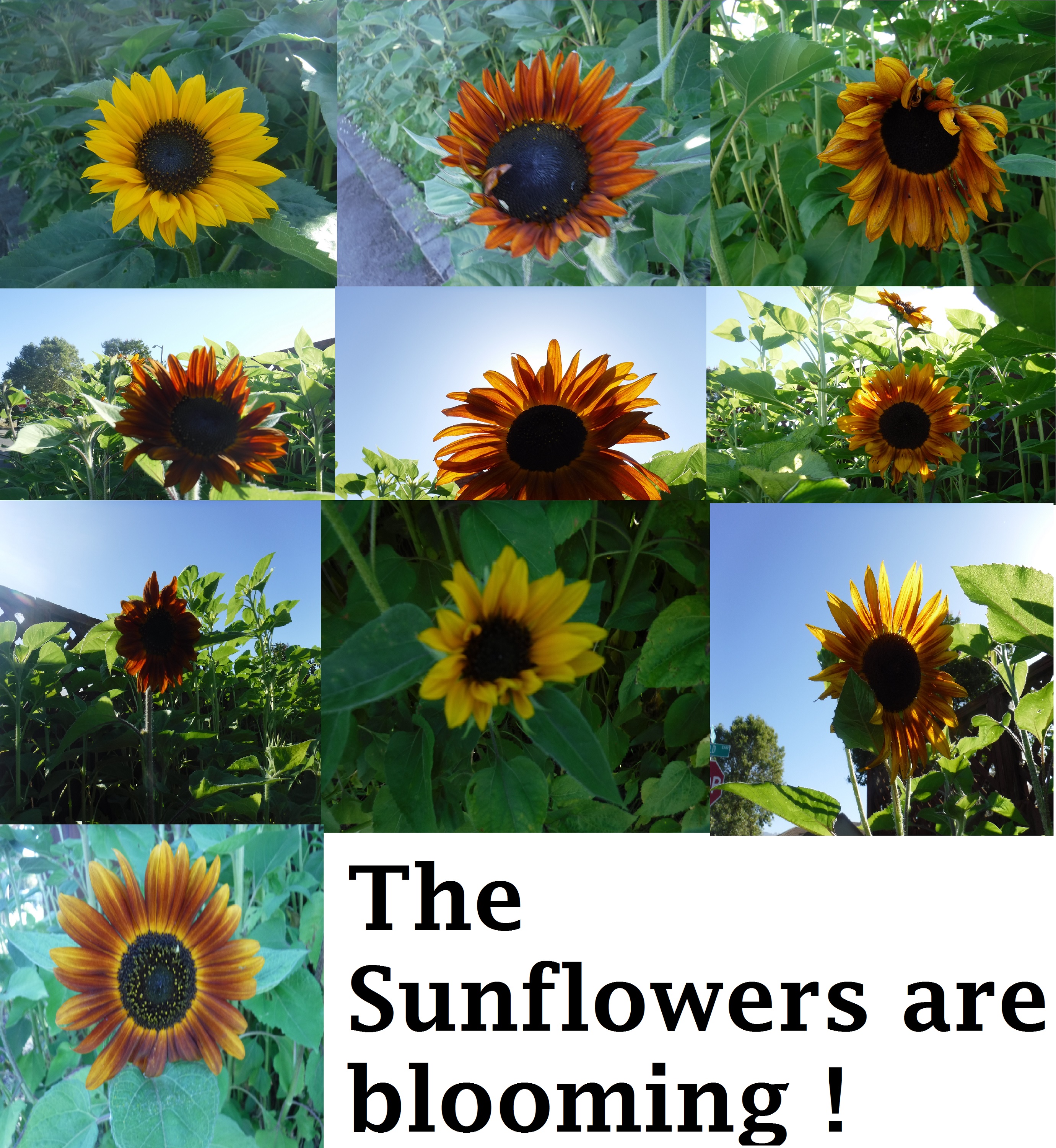 Photos I took of the neighbor's sunflowers and made into a collage