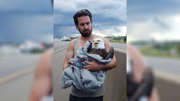 Sam Ratuski rescues an injured eagle on a busy highway Sam Ratuski rescues an injured eagle on a busy highway
