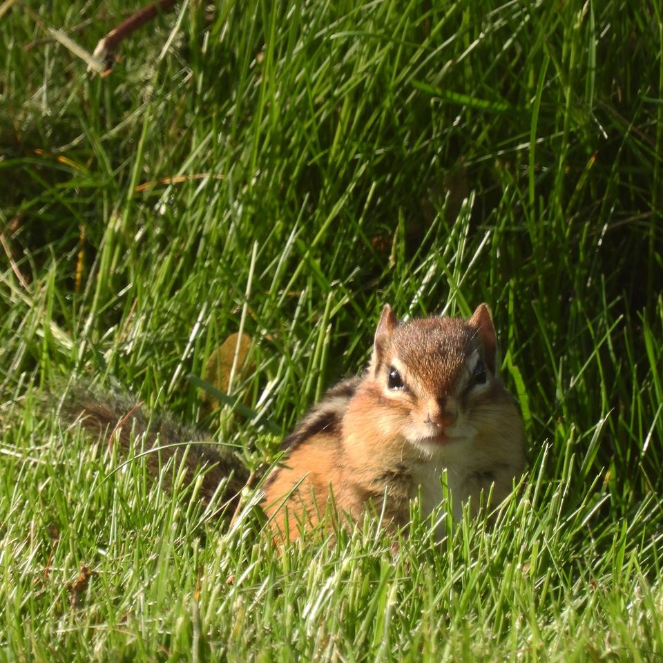 Angry Chipmunk by minx267