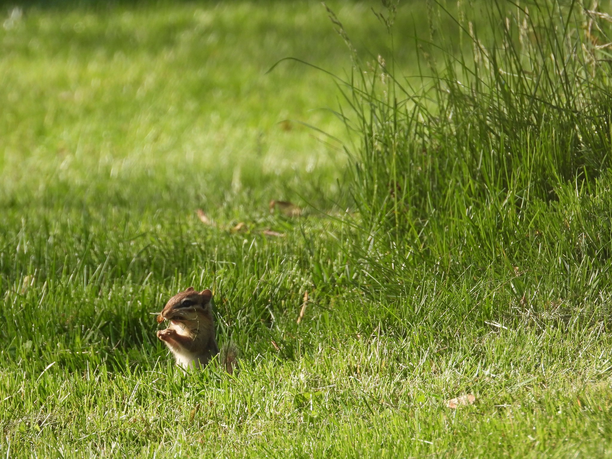 cute chipmunk by minx267