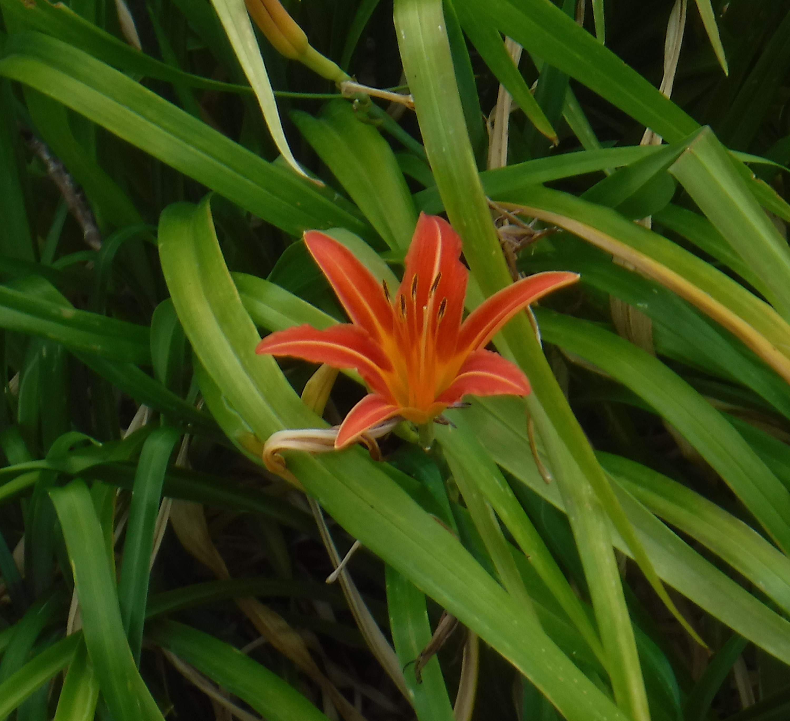 Photo taken by me 7-16-20 Photo taken by me 7-16-20