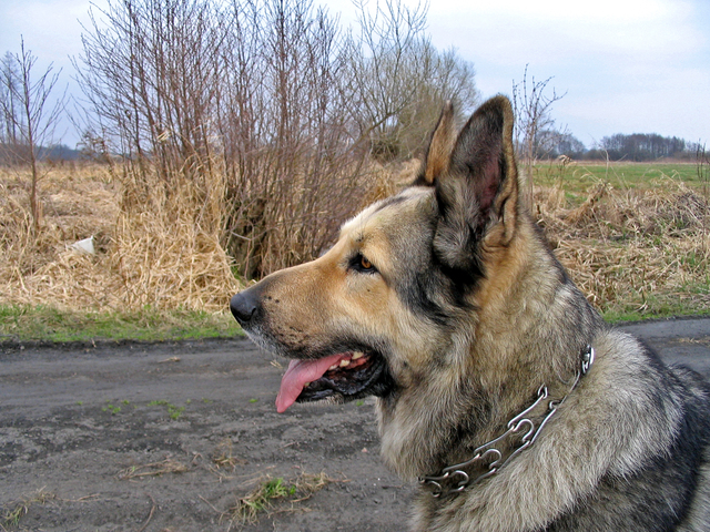 The free spirited dog who wanted to be loved not just trained The free spirited dog who wanted to be loved not just trained