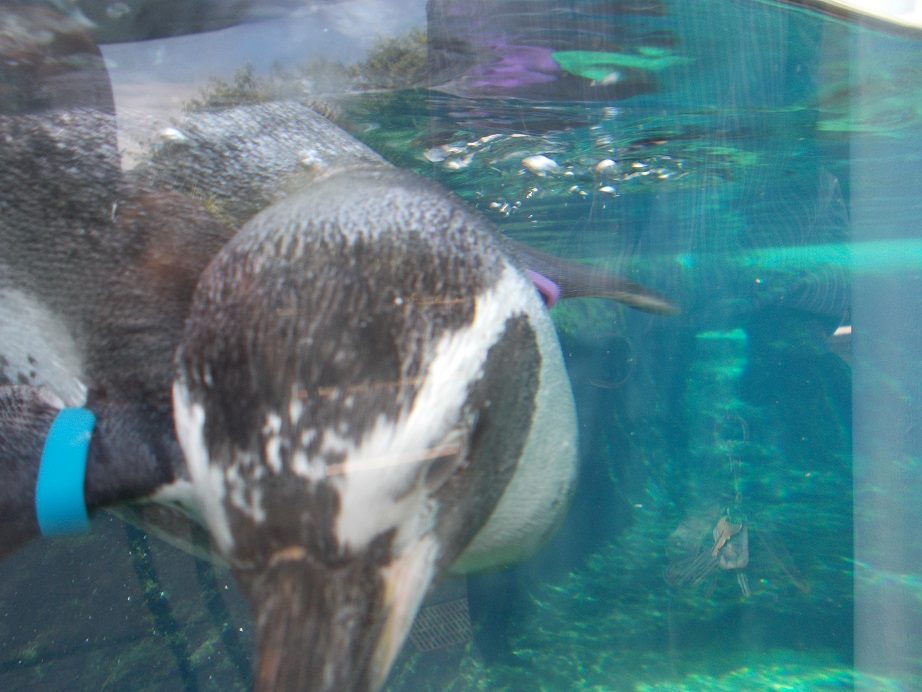 humboldt penguin at scz humboldt penguin at scz