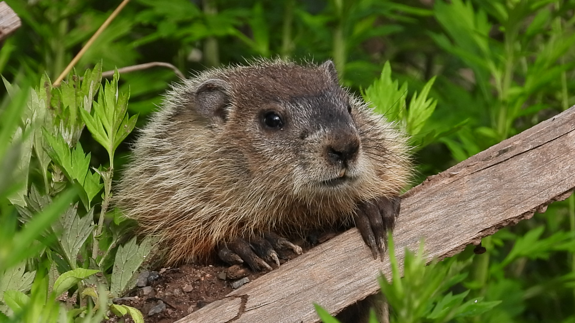 Baby woodchuck by minx267